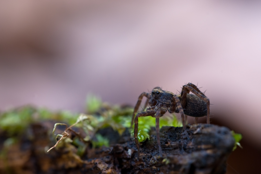 DSC_7261_8.0-0,60-100-Wolfspinne_Pardosa_ lugubris-Heftrich.jpg
