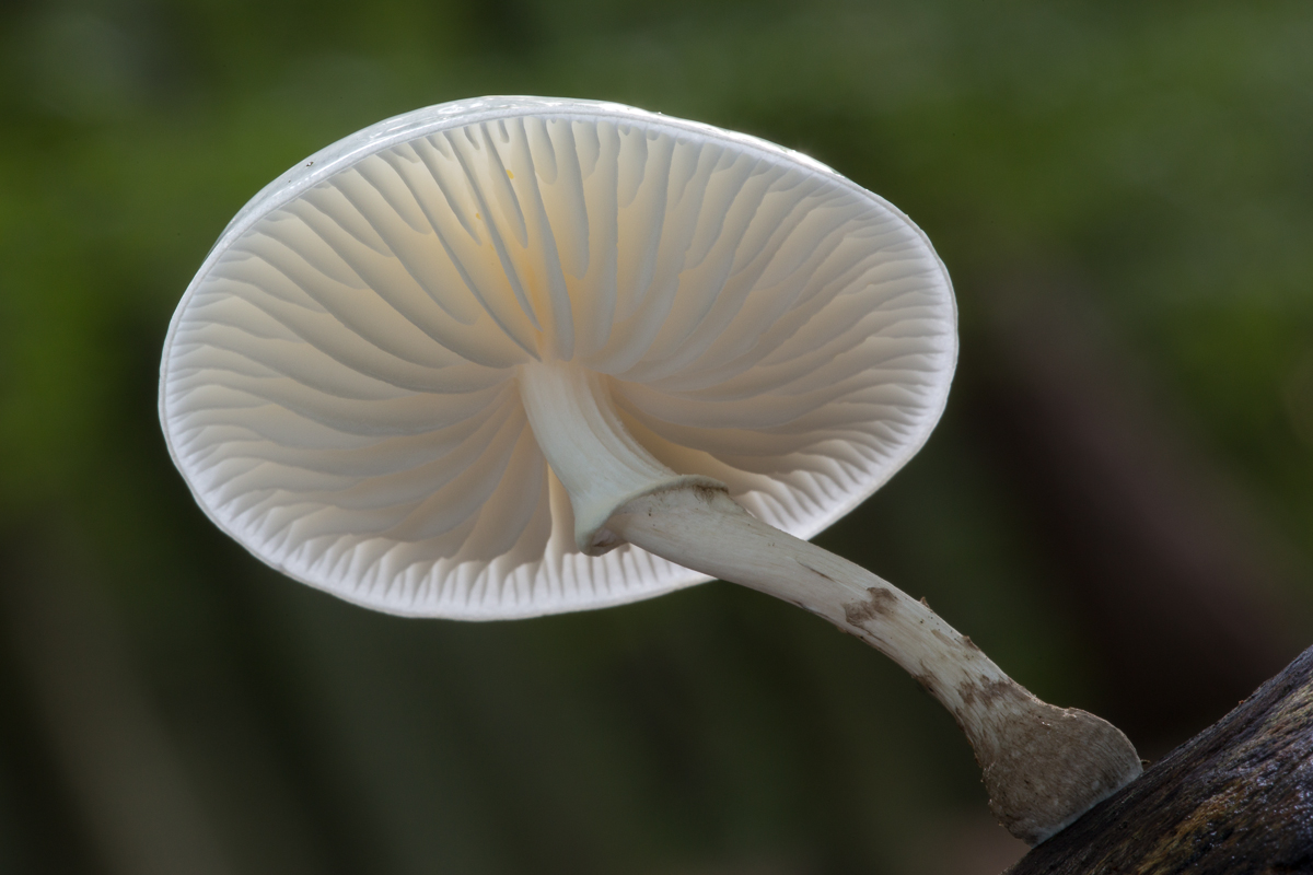 Pilz 1 (1 von 1).jpg