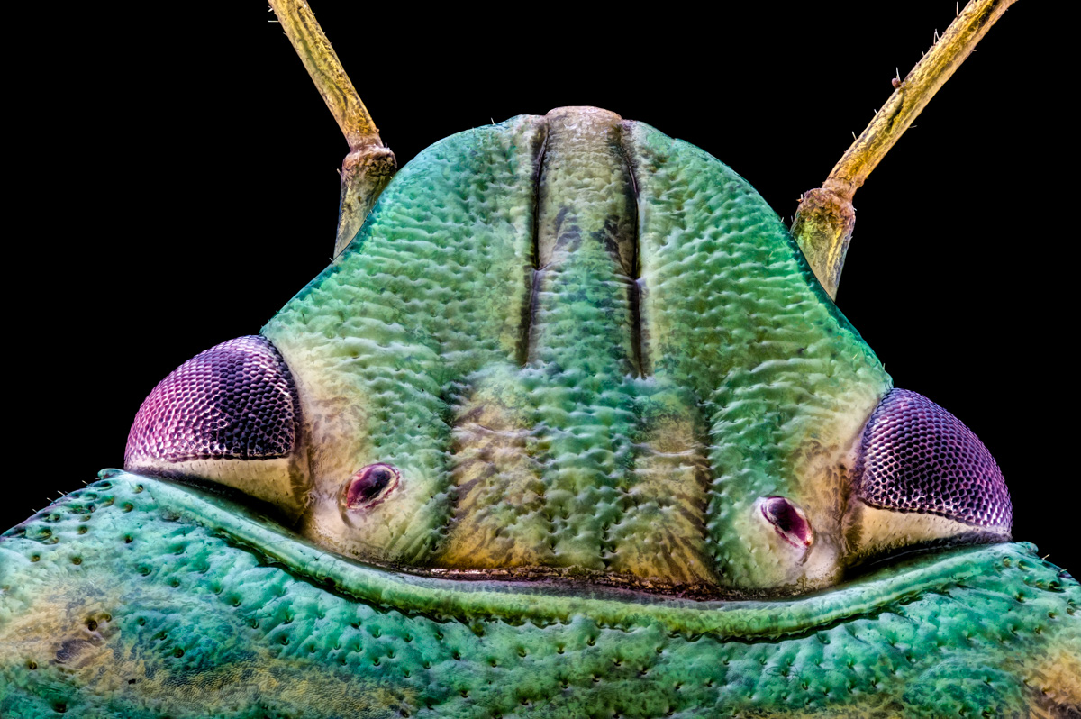 4.Zeiss 6,3, 325 B, 0,005 mm, 6,3.jpg