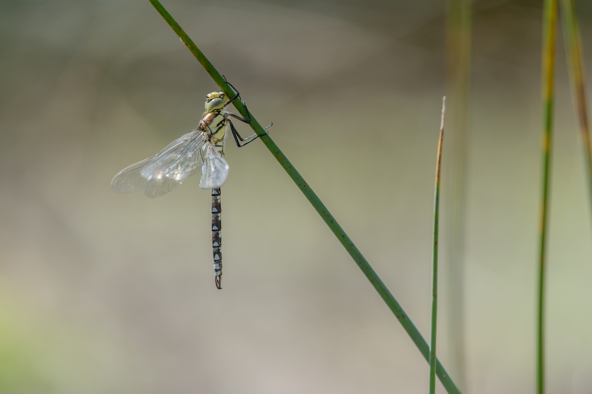 20150827-152718-910-corr-PLAST-compr-1200-800-MFDE-JM.jpg