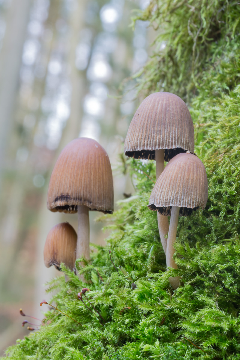 Pilze 1 (1 von 1).jpg