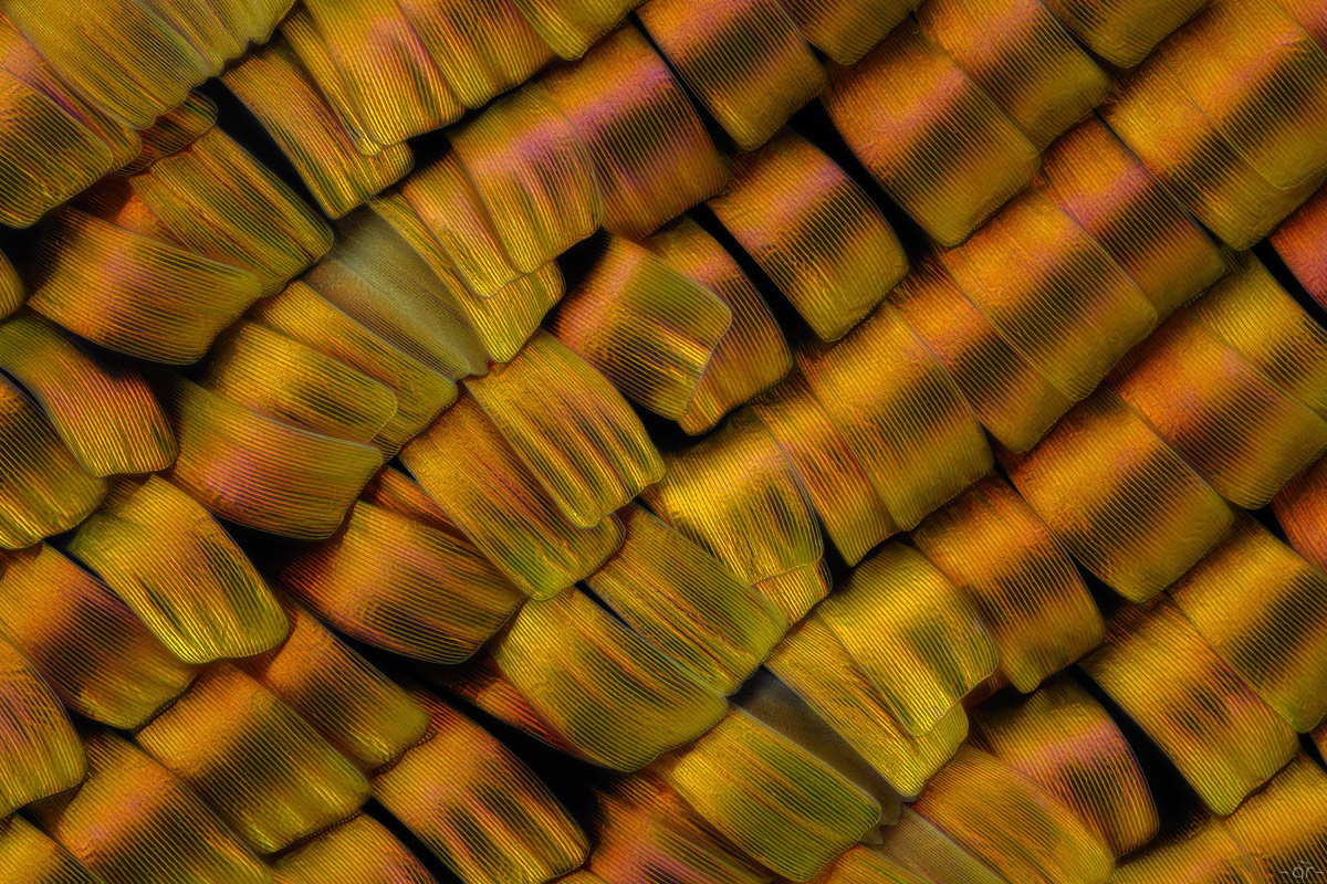 245pics_3steps_nikonmp20elwd_20zu1_MF.jpg