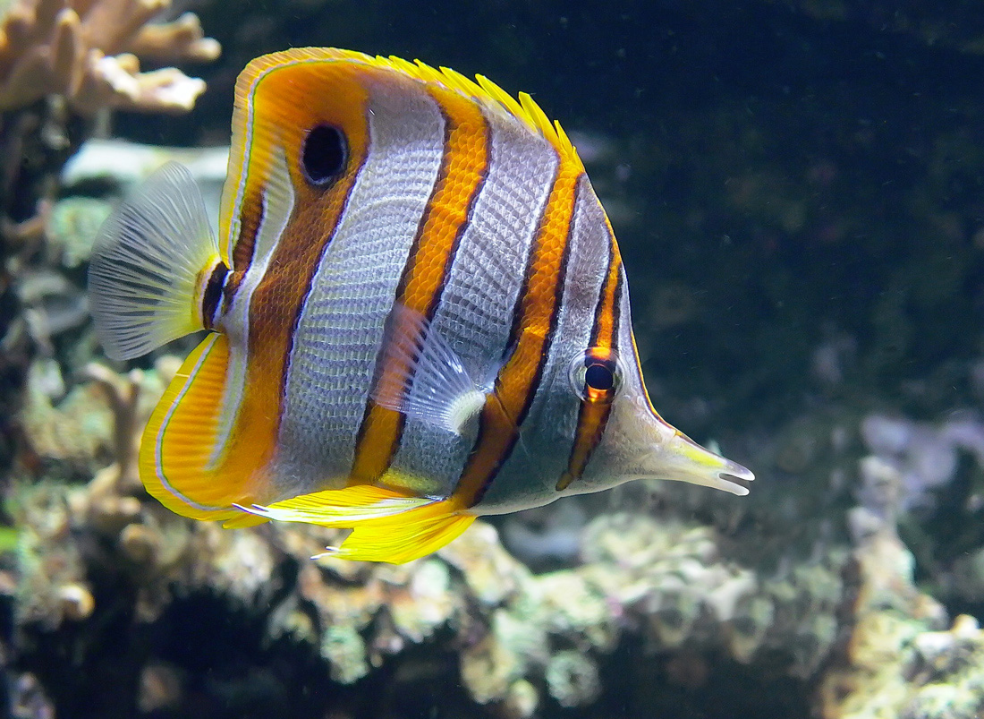 Pinzettfisch1_1.jpg
