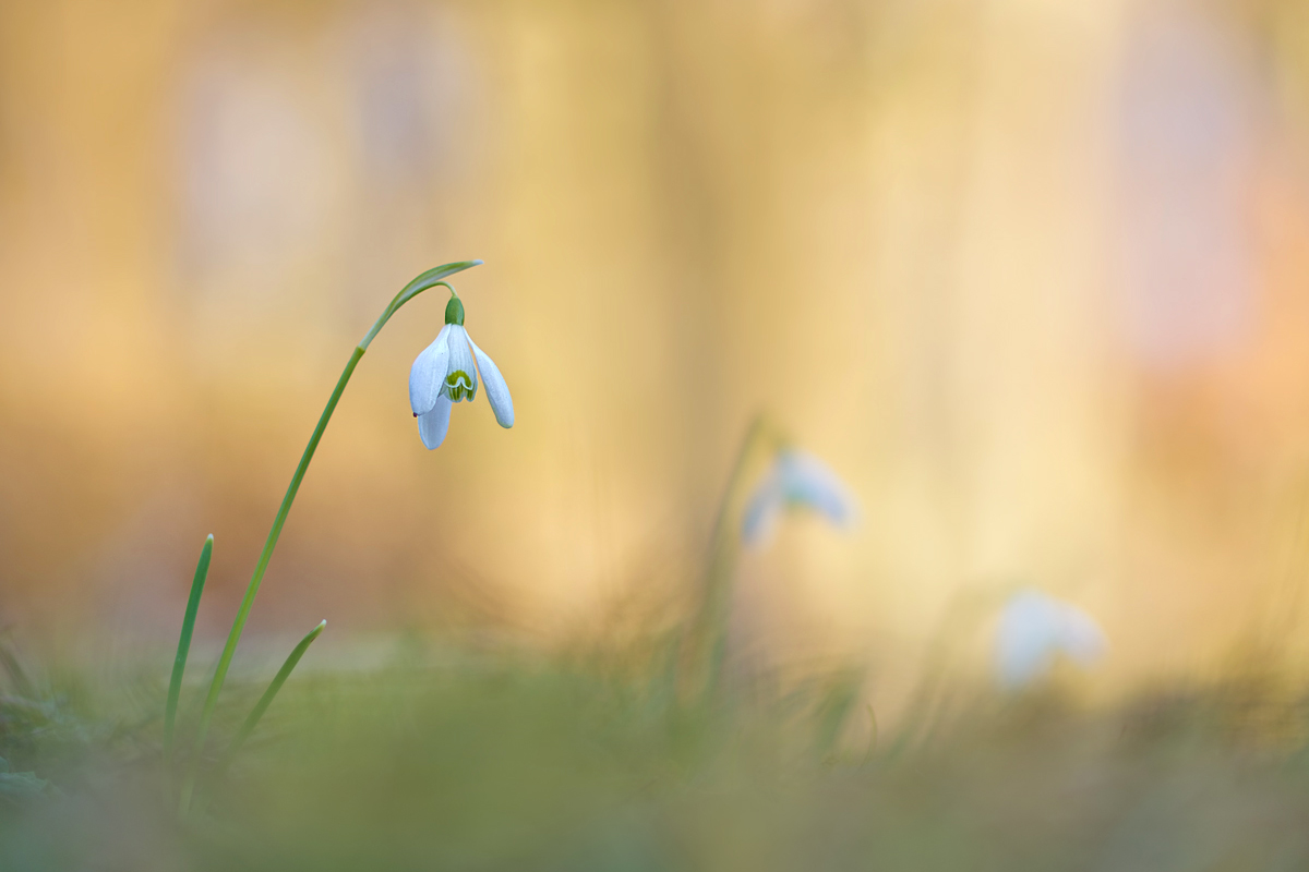 Galanthus-GG090737.jpg