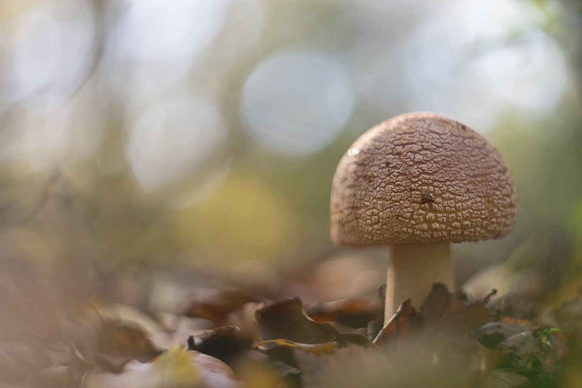 DSC00238.b.Perlpilz (Amanita rubescens)kl.jpg