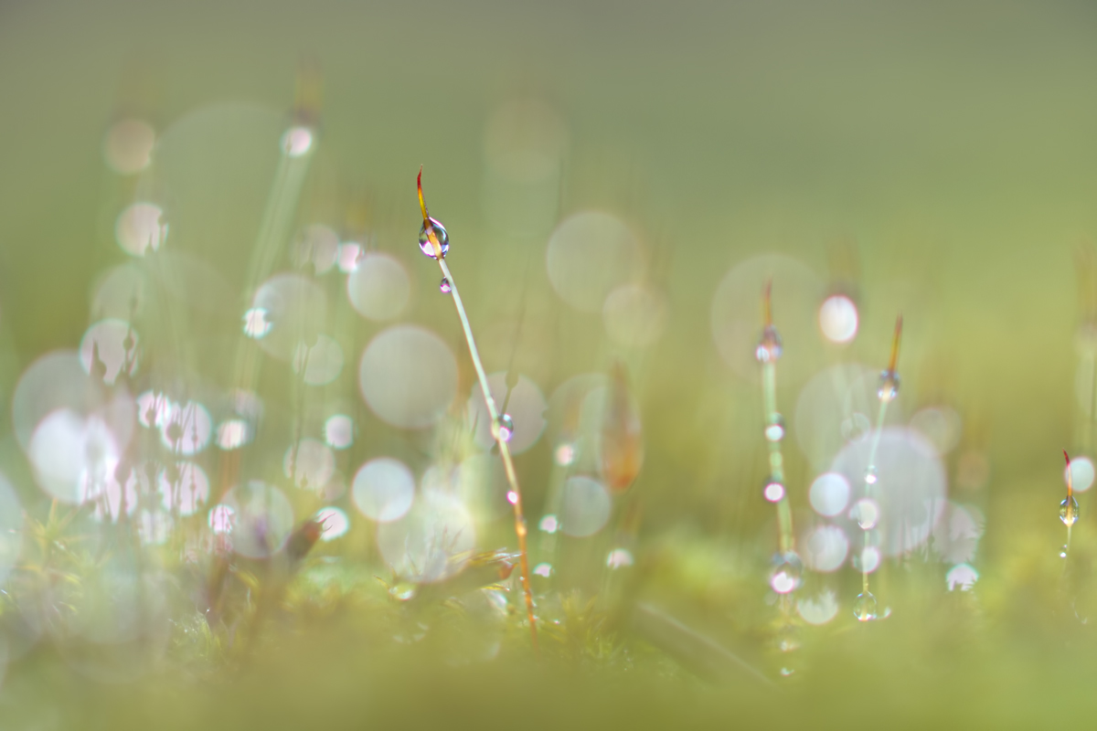 Sporophyten-GG318329.jpg