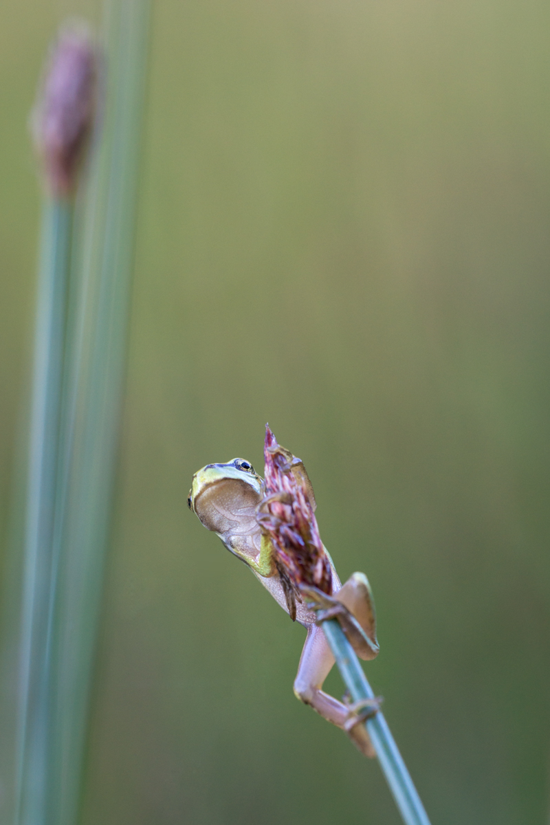 DSC04030Laubfrosch1.jpg