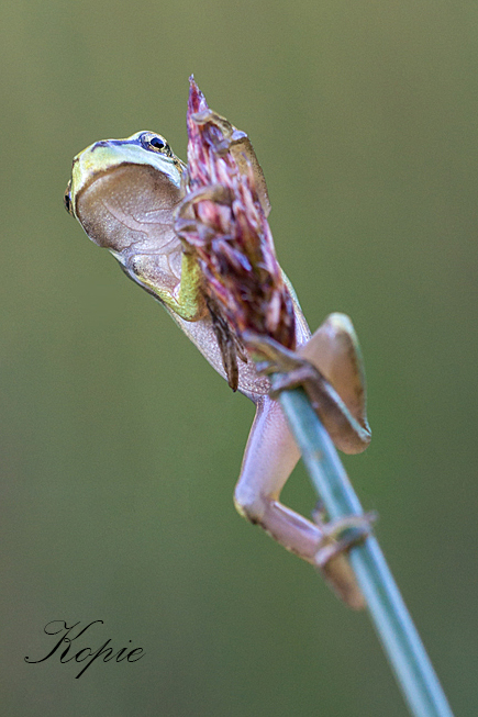 dsc04030laubfrosch1_178.jpg