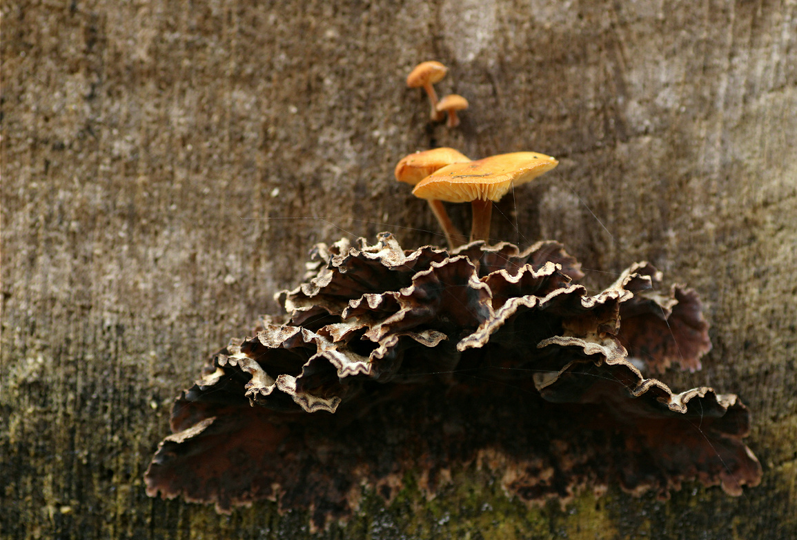 pilz01makro.jpg