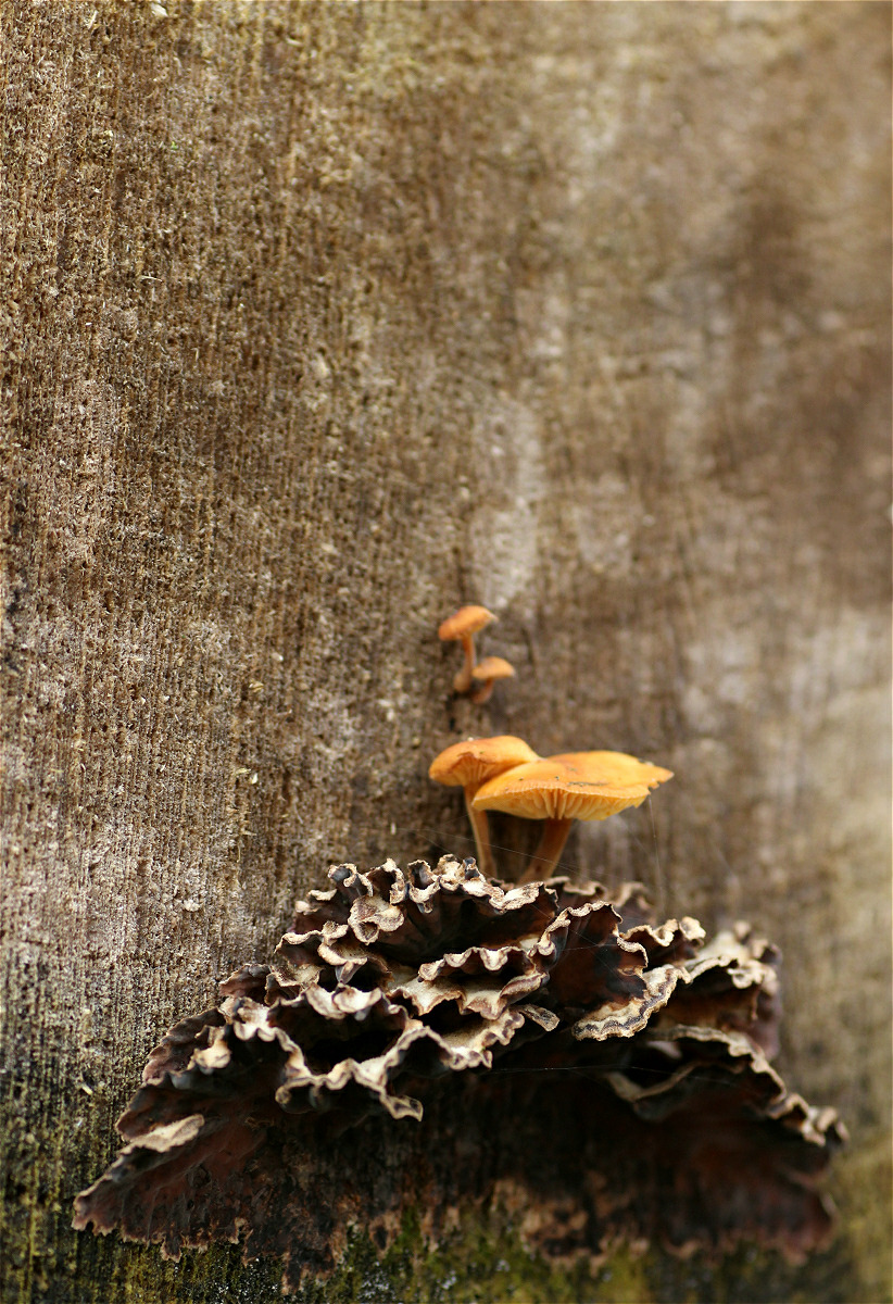 pilz02makro.jpg