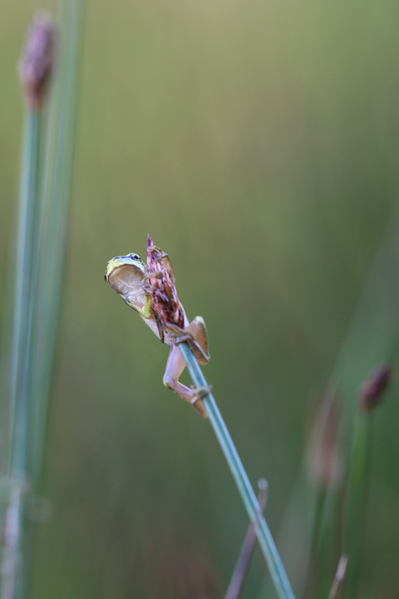 DSC04030Laubfrosch2.jpg