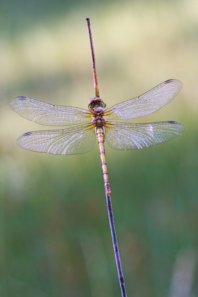 DSC04018Libelle.jpg
