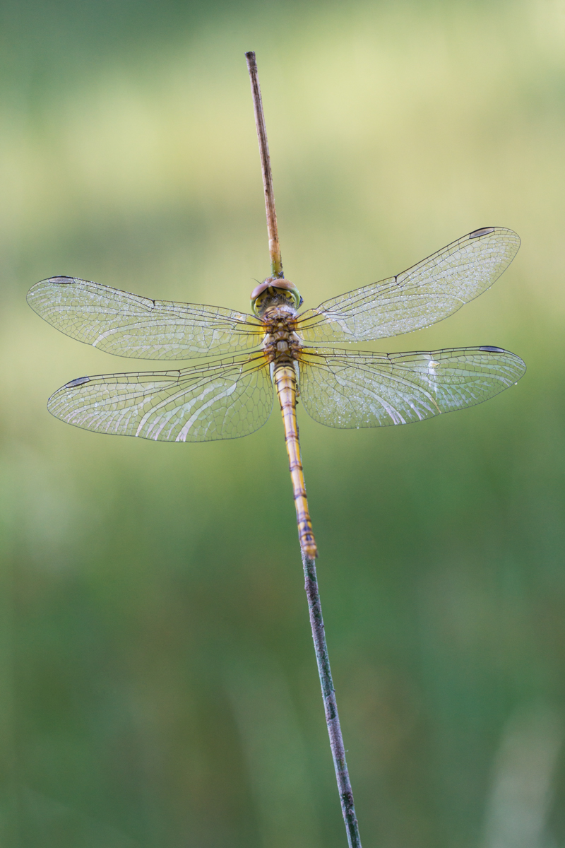 DSC04018Libelle.jpg