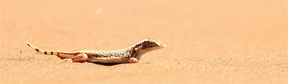Meroles anchietae02b.jpg