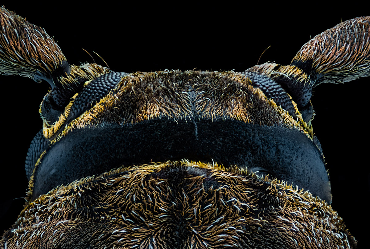 3.Zeiss 6,3, 650 B, 0,005 mm, 5.jpg
