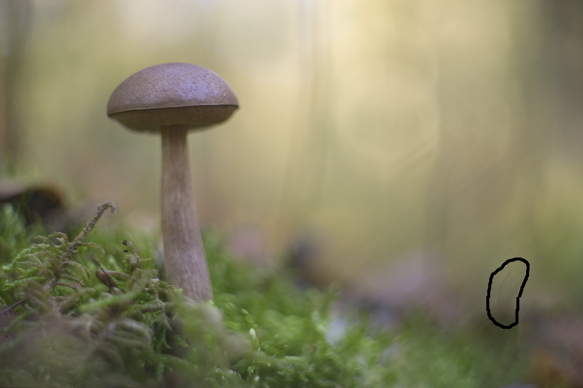 dsc00190cklgemeiner_birkenpilz_leccinum_scabrum_138-JM.jpg