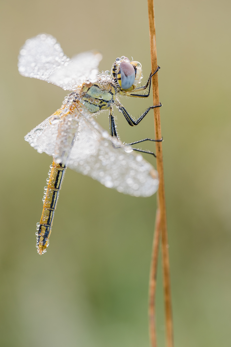 750_4638 web.jpg