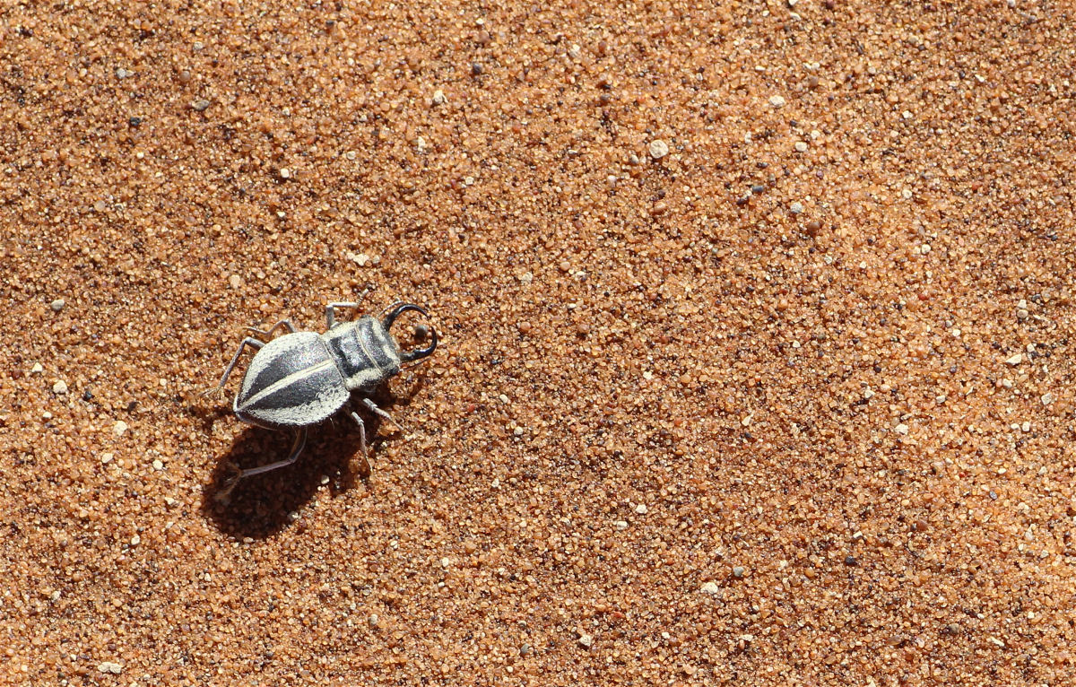 Calognathus chevrolati02makro.jpg