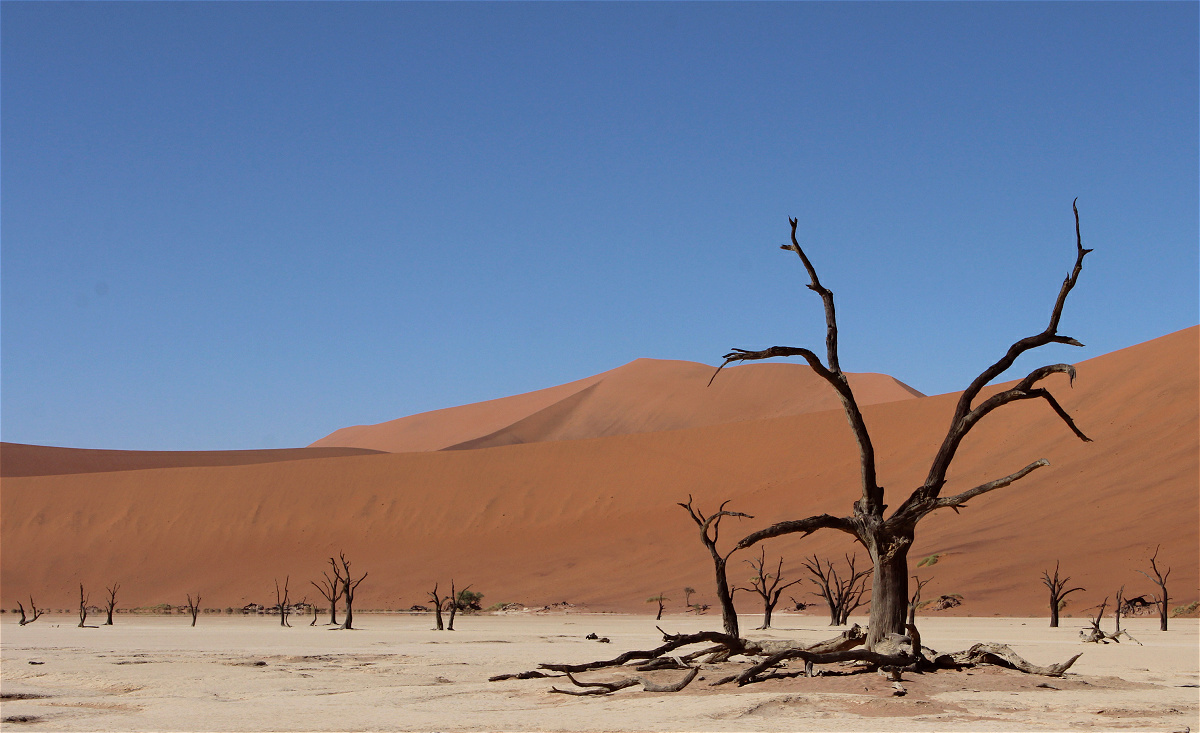 deadvlei01makro.jpg