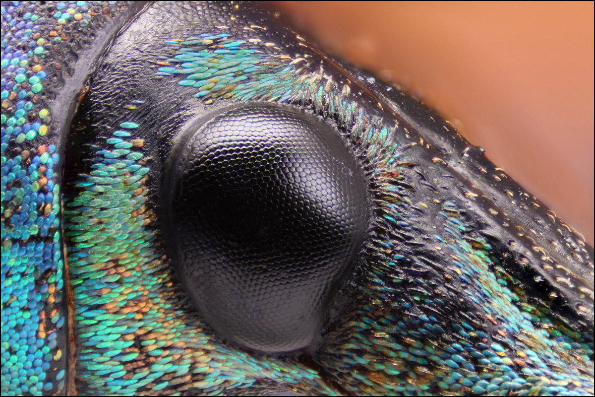 Auge Eupholus magnificus 1200px a.jpg