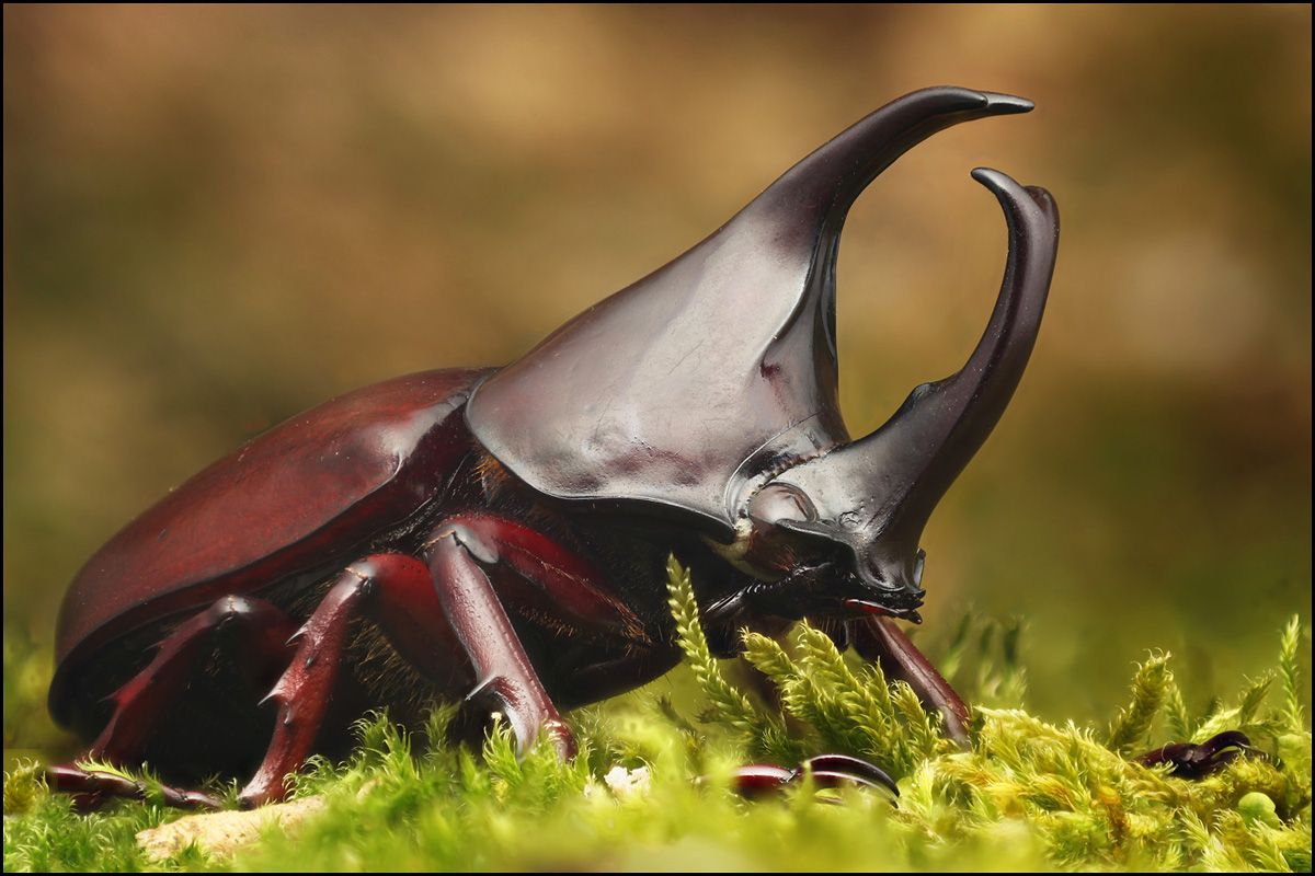 Nashornkäfer 1200px.jpg