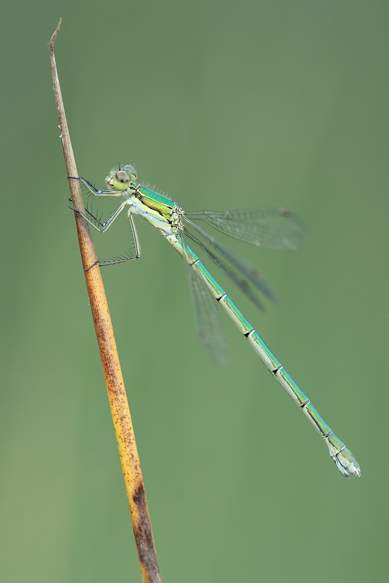 Lestes virens_w_IMG_3579a.jpg