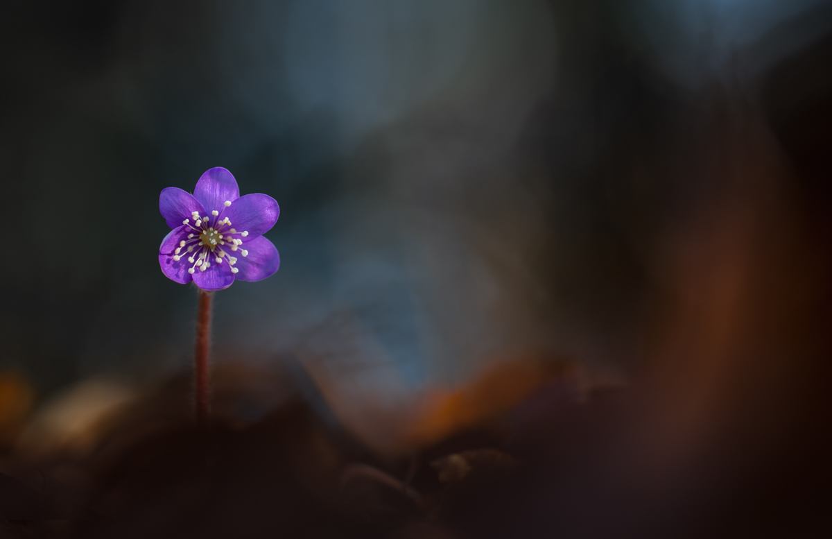 20150314-_DSC9827-klein.jpg