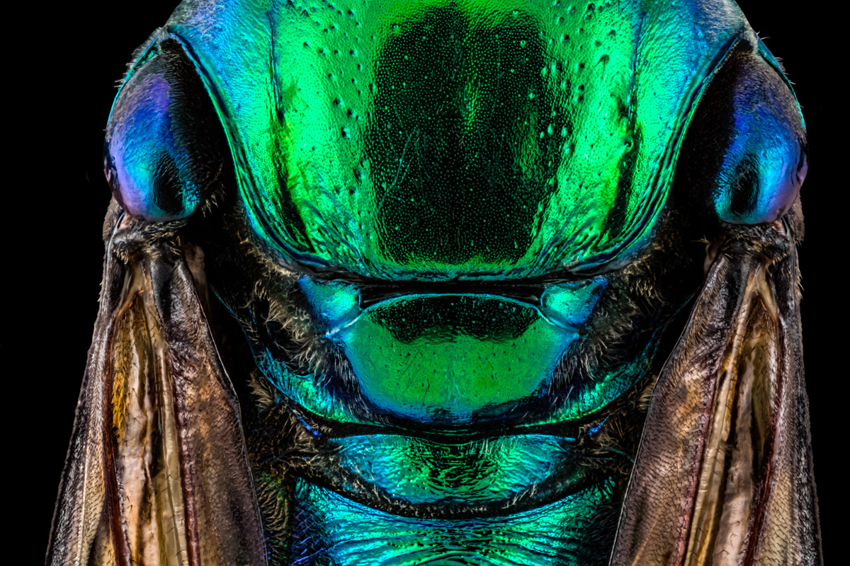 4.Schneider 50, 208 B,Bl.4 0,012. mm,3,5 Fuji.jpg