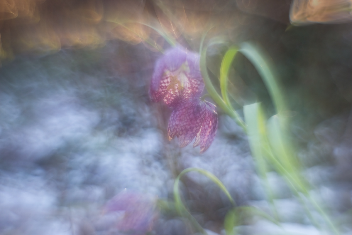 IMG_2368_1.8_1.320_160_Schachbrettblume_Hildegard.jpg