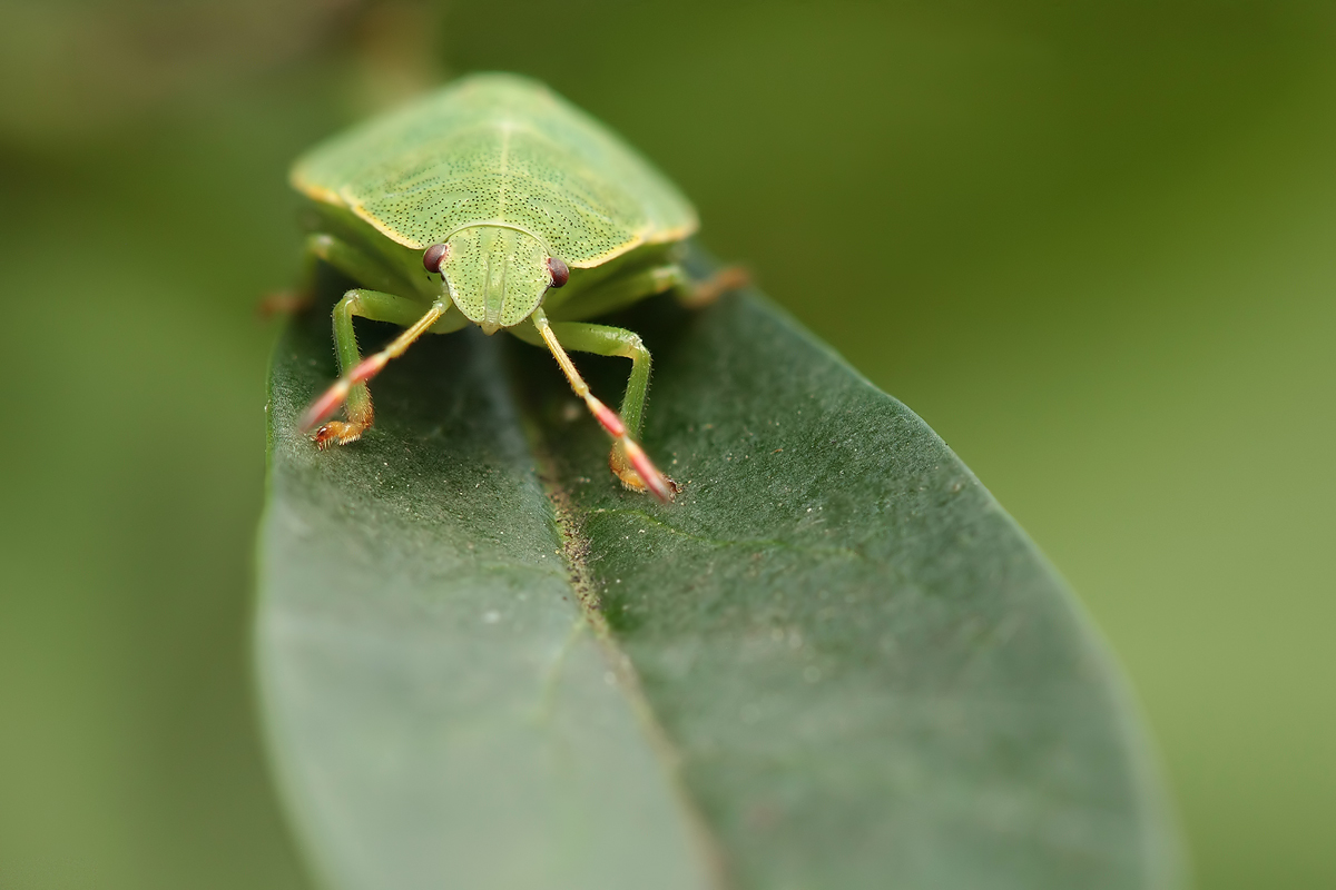 Blattwanze_IMG_8466.jpg