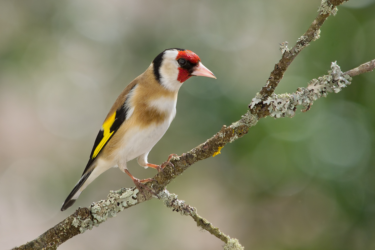 Carduelis-carduelis-OG308909.jpg