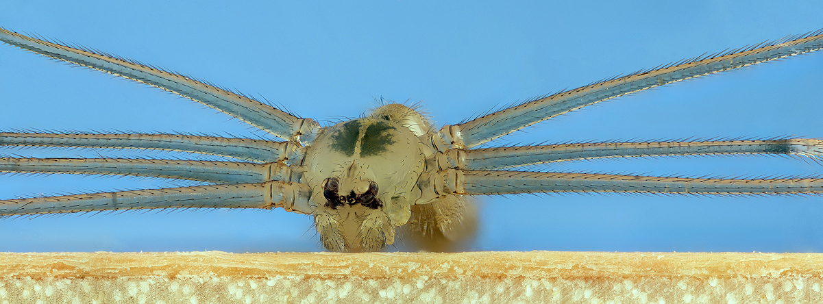 Spinne_as_der_Diele.jpg