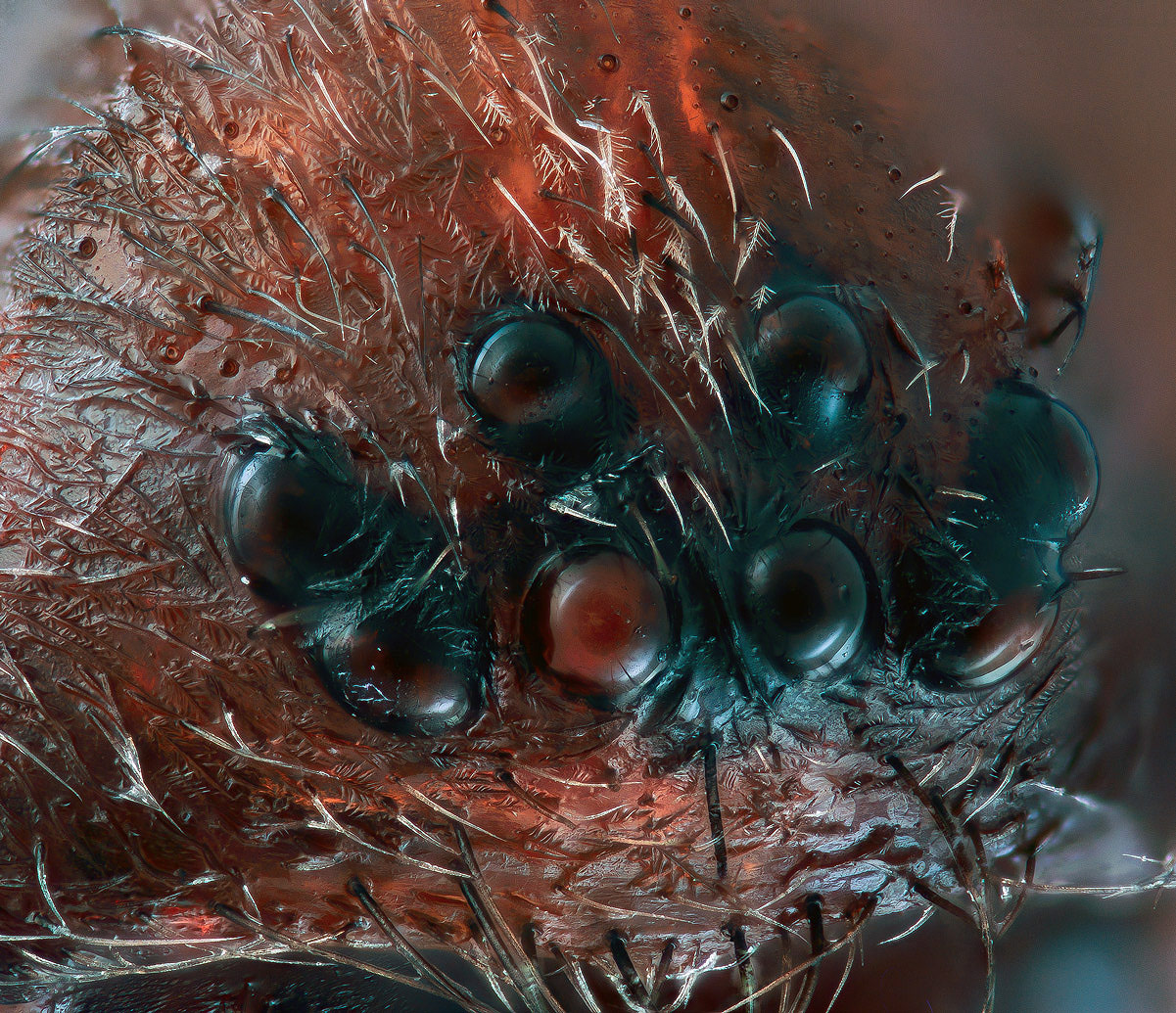 Spinne_aus_der_Grarge_gewaschen.jpg