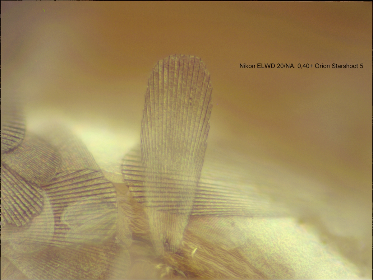 2016-02-21-13.50.56 ZS PMax.jpg