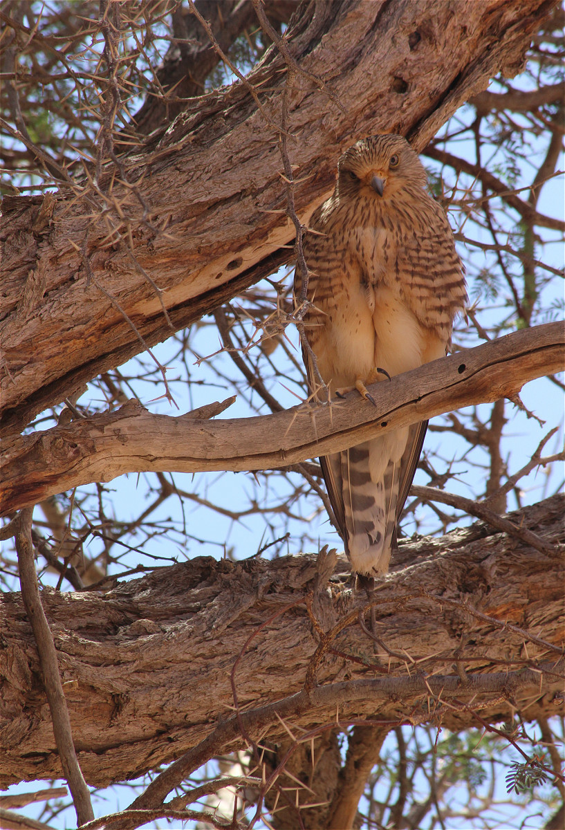 Falco rupricoloides01makro.jpg