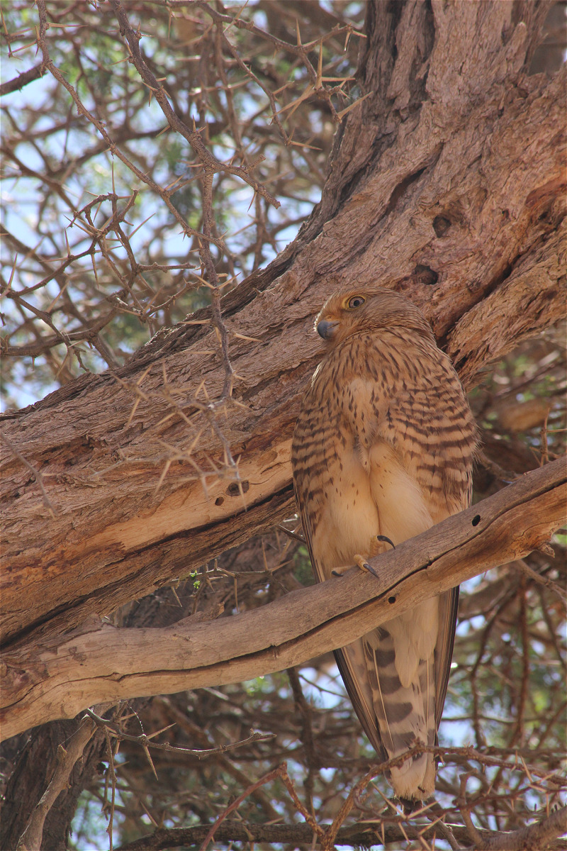 Falco rupricoloides02makro.jpg