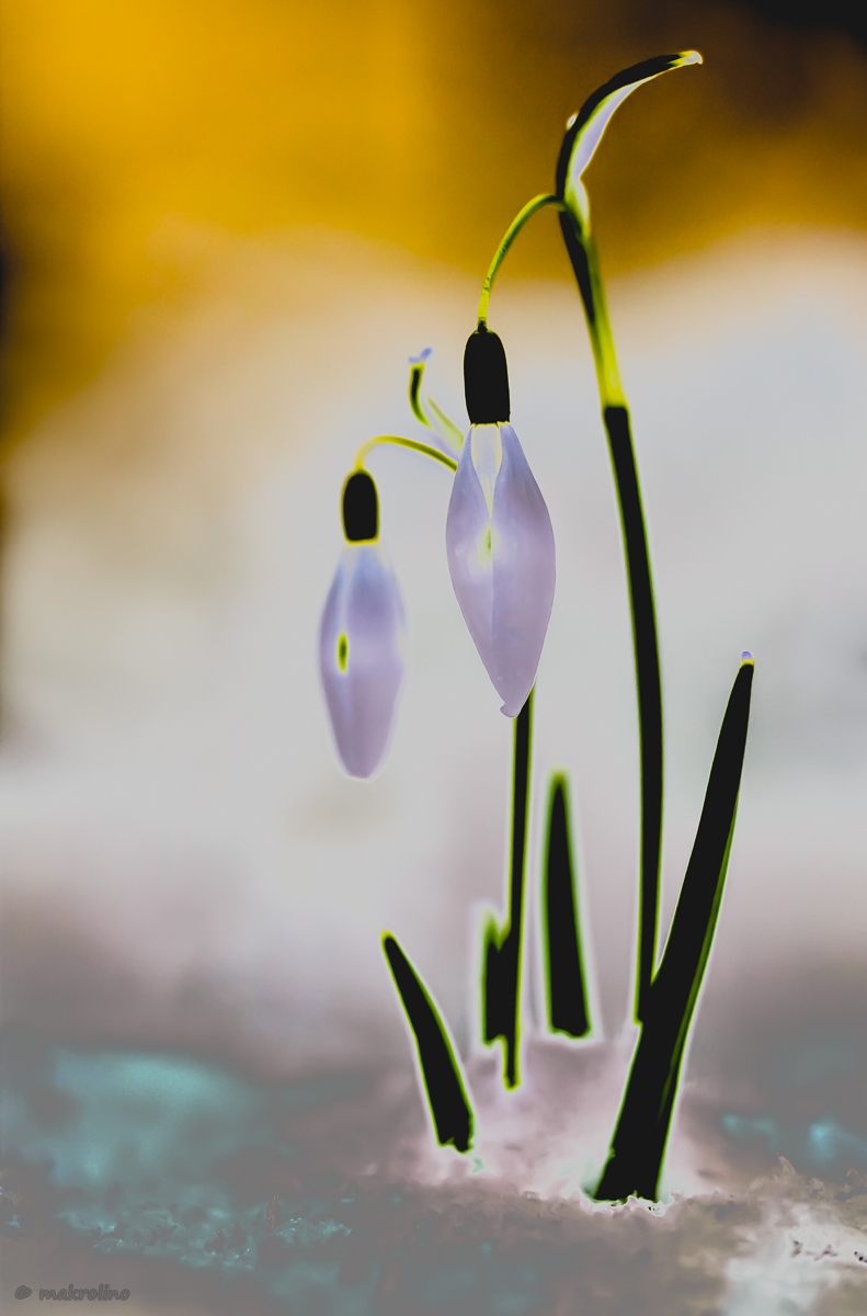IMG_0166_art_lr1_1200_copy.jpg