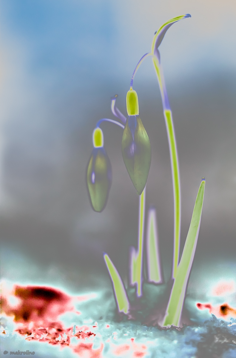 IMG_0166_art_lr2_1200_copy.jpg