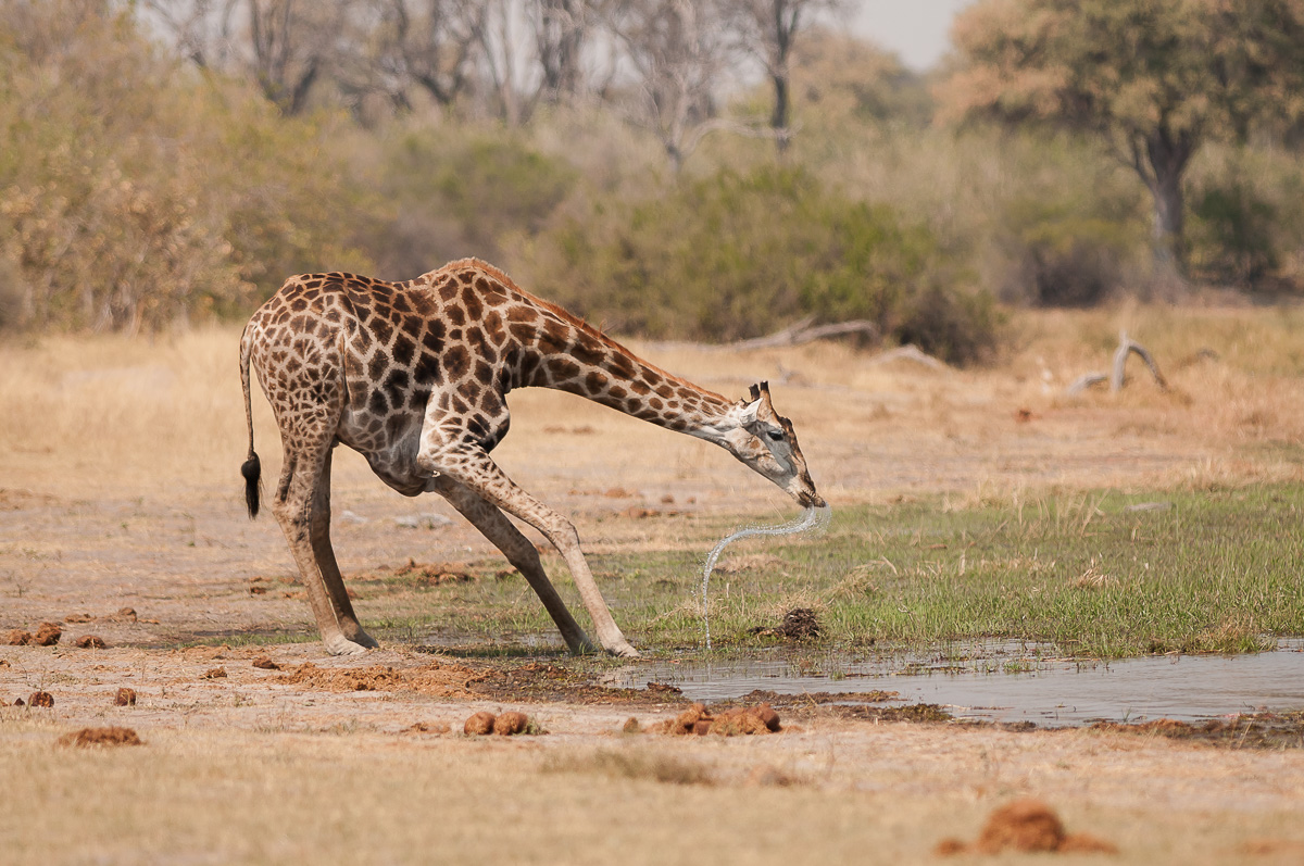 Giraffe-6001.jpg