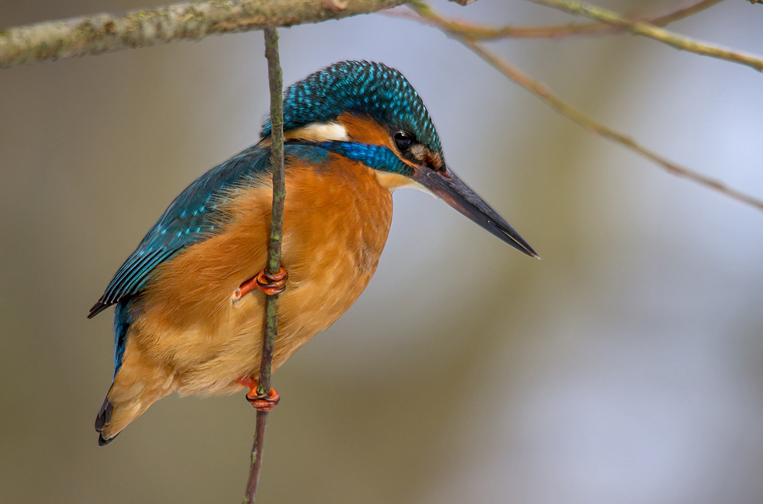 Eisvogelmännchen.jpg