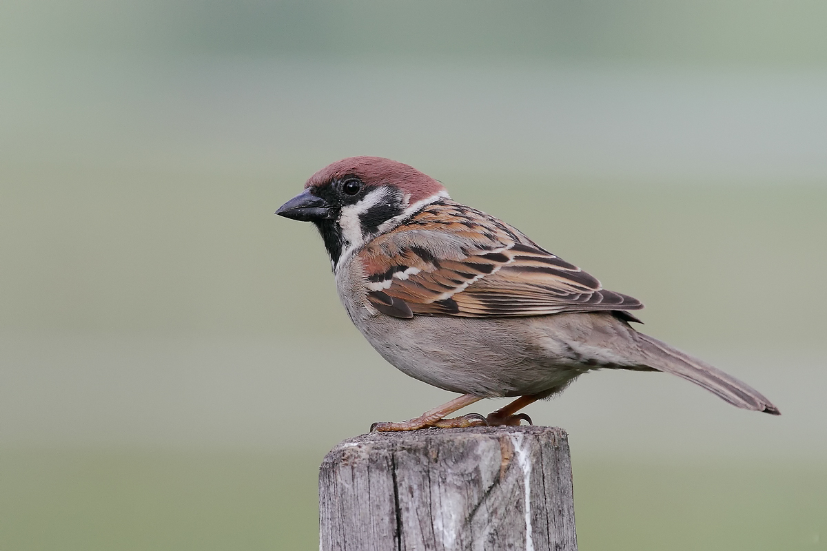 Spatz.jpg