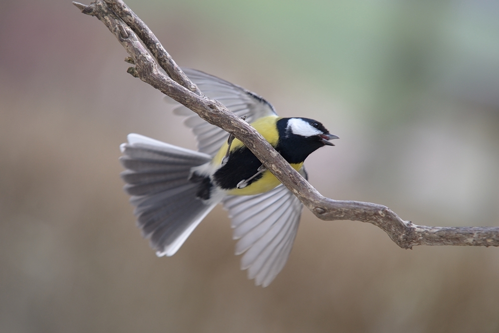 DSC_4962.jpg