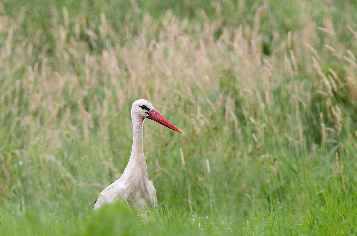 DSC_6839.jpg