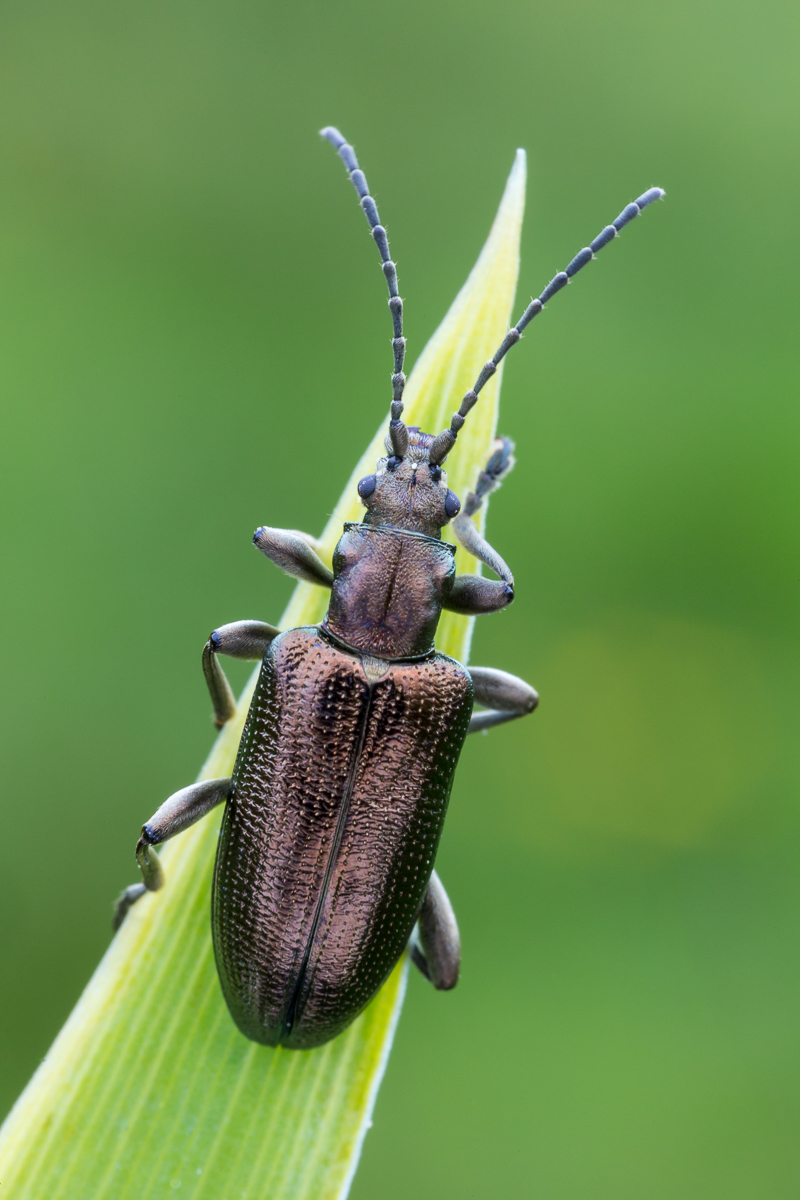 Käfer 9 (1 von 1).jpg
