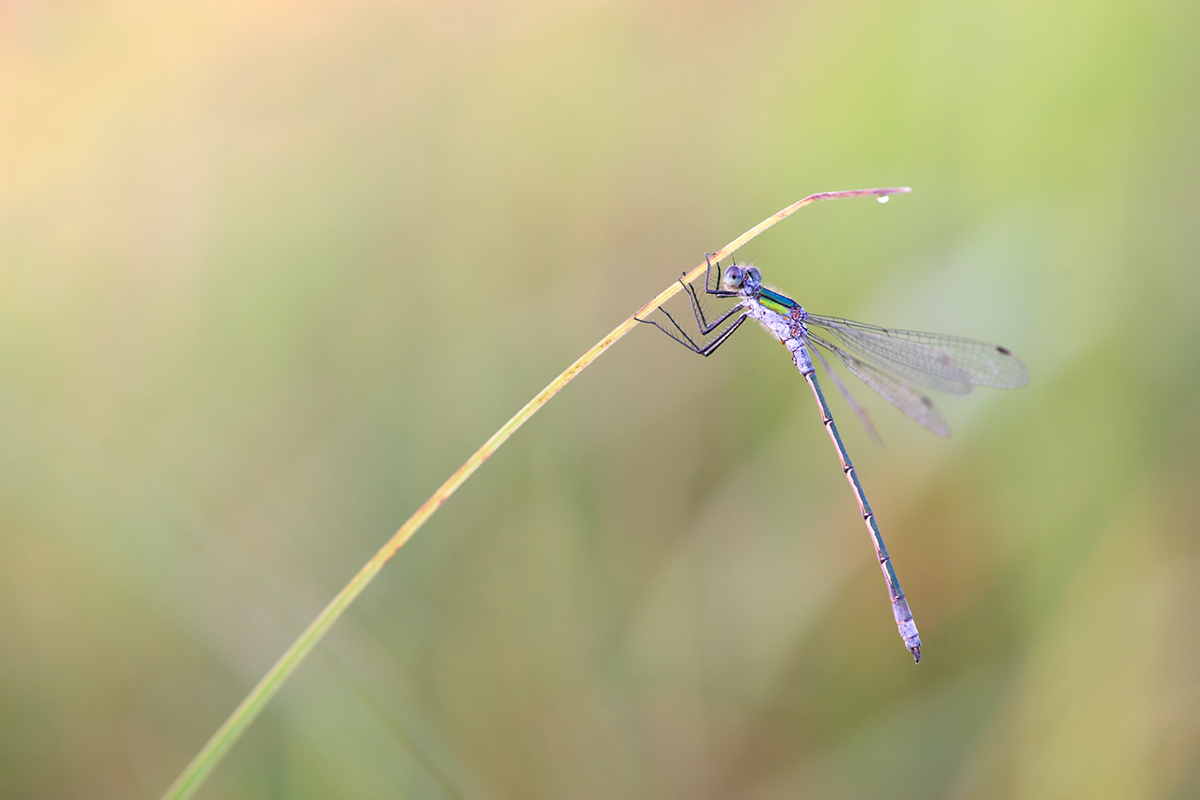 DSC07610.c.Lestes sponsa - Gemeine Binsenjungfer.jpg