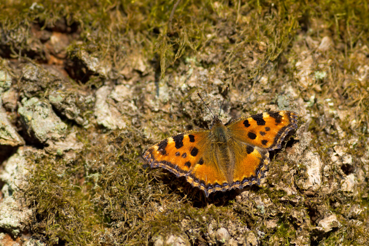 Nymphalis-polychloris-EG006237.jpg