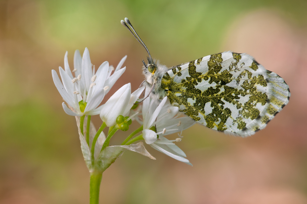 Anthocharis-cardamines_kompr.jpg