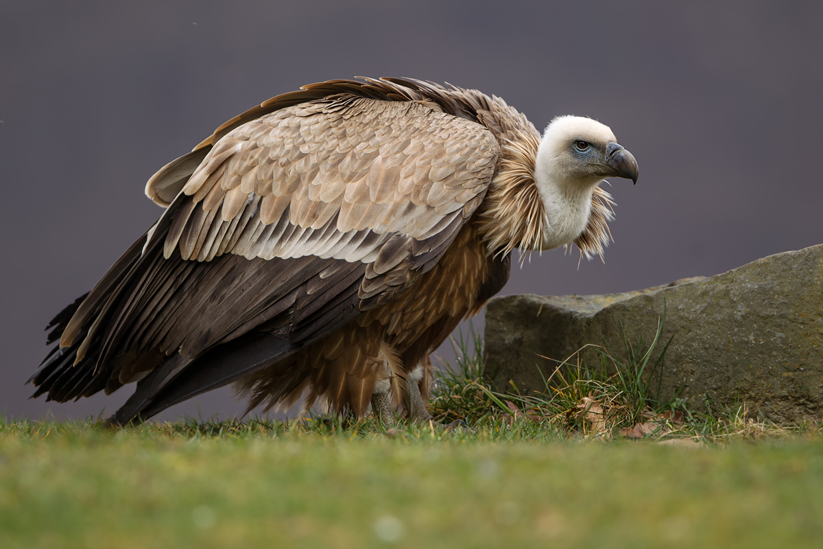 F25G2623-Bearbeitet.jpg