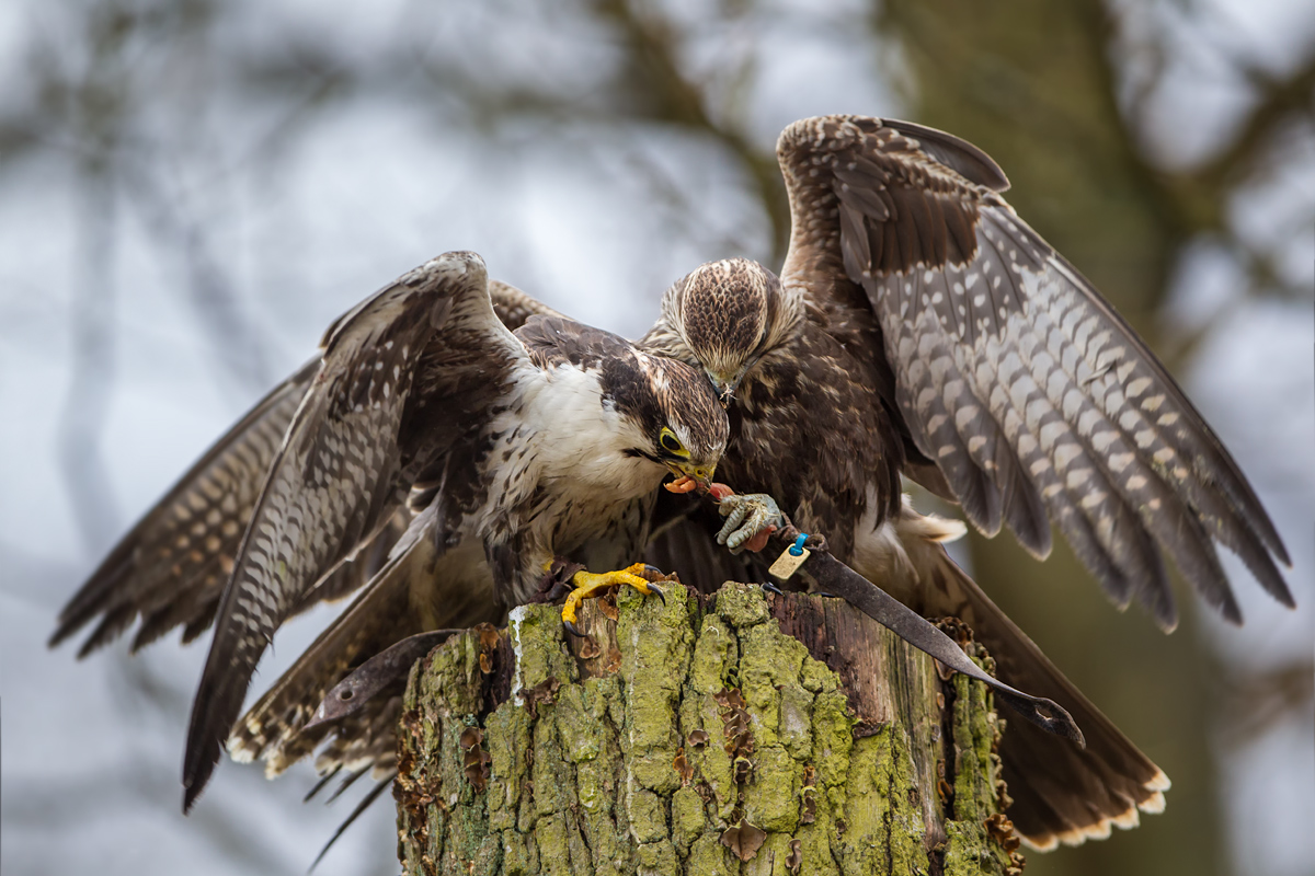 F25G3025-Bearbeitet.jpg