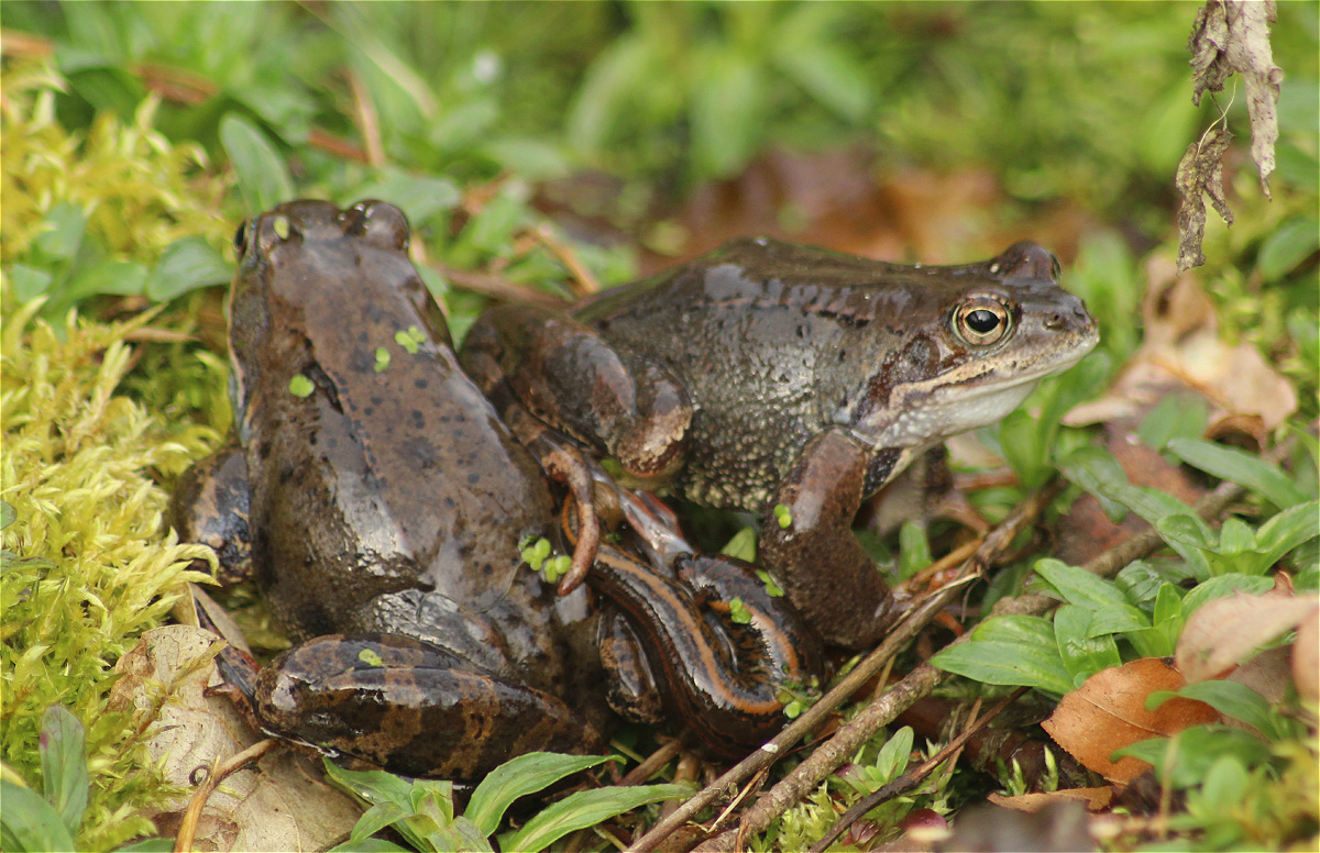 hirudo opfer 07makro.jpg